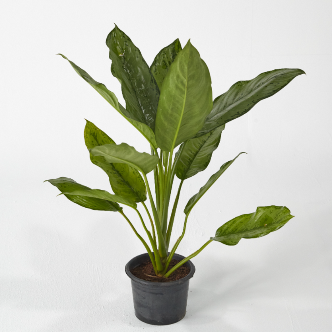 Aglaonema Freeman 40 cm - Planterior Shop