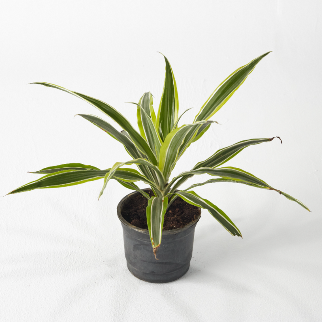 Dracaena Lemon 20 cm - Planterior Shop