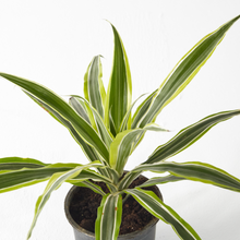 Load image into Gallery viewer, Dracaena Lemon 20 cm - Planterior Shop
