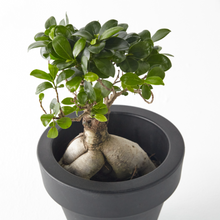 Load image into Gallery viewer, Ficus Bonsai (Japanese) 20 cm - Planterior Shop
