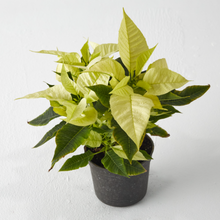 Load image into Gallery viewer, Poinsettia (Christmas Flower) min. 5 Flowers - Planterior Shop
