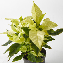 Load image into Gallery viewer, Poinsettia (Christmas Flower) min. 5 Flowers - Planterior Shop
