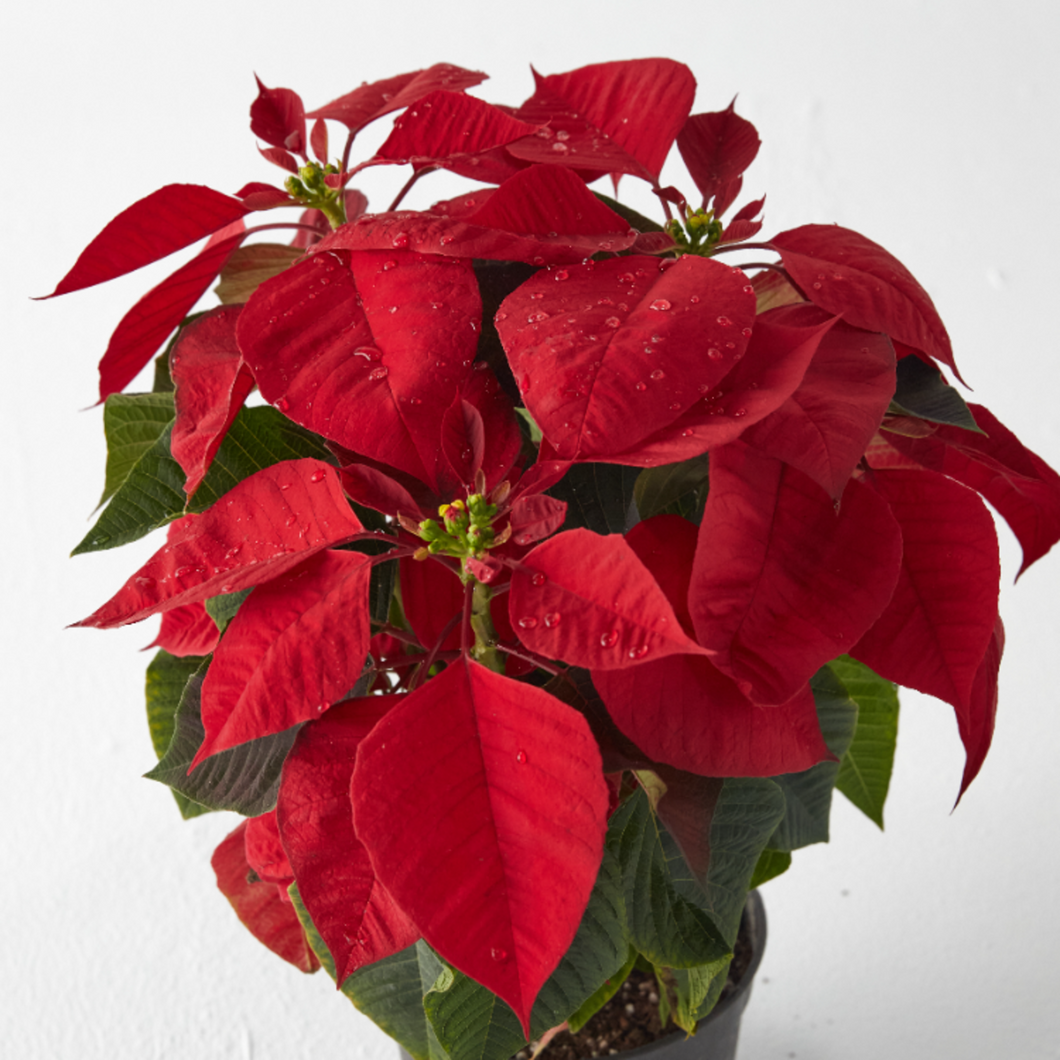 Poinsettia (Christmas Flower) min. 5 Flowers - Planterior Shop