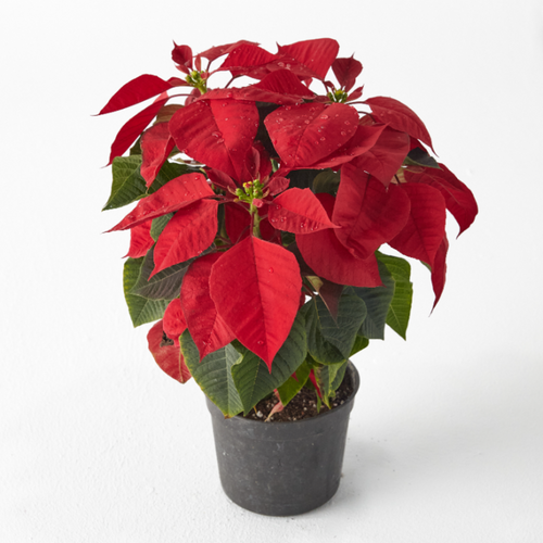 Poinsettia (Christmas Flower) min. 5 Flowers - Planterior Shop