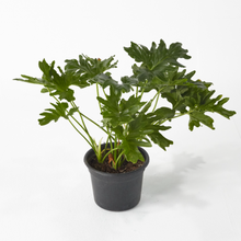 Load image into Gallery viewer, Philodendron Selloum 35 cm - Planterior Shop
