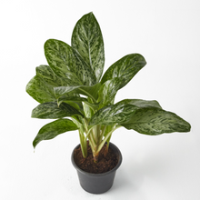 Load image into Gallery viewer, Aglaonema Light Green 40 cm - Planterior Shop
