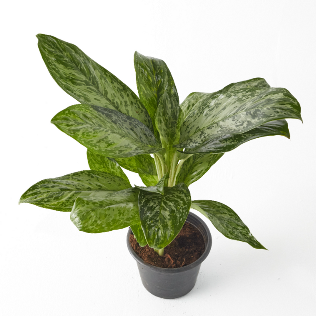 Aglaonema Light Green 40 cm - Planterior Shop