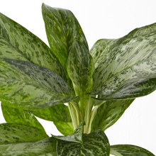 Load image into Gallery viewer, Aglaonema Light Green 40 cm - Planterior Shop
