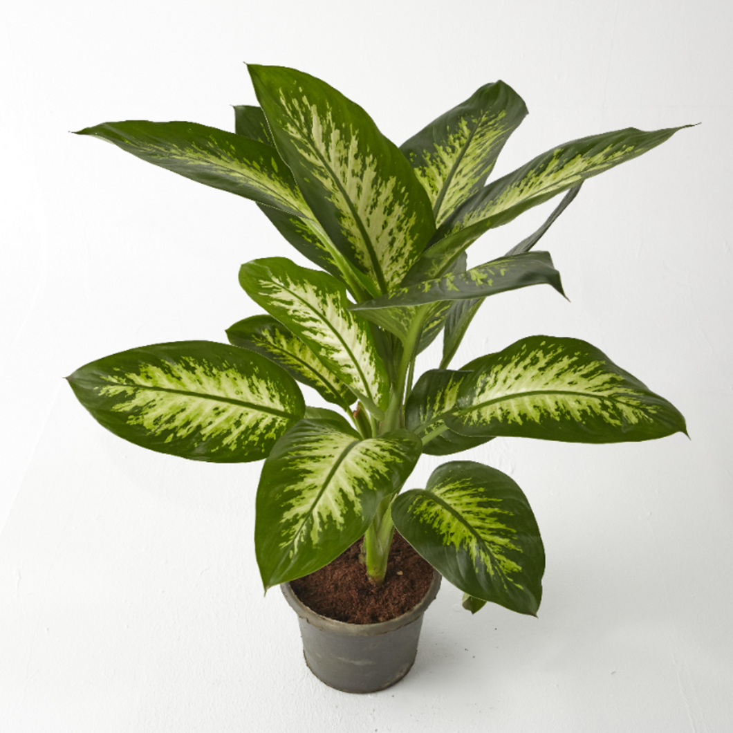 Dieffenbachia Tropic Snow 40 cm - Planterior Shop