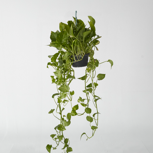 Pothos (Devil's Ivy) Hanging Pot 30 cm - Planterior Shop