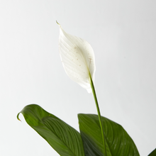 Load image into Gallery viewer, Peace Lily 40 cm - Planterior Shop
