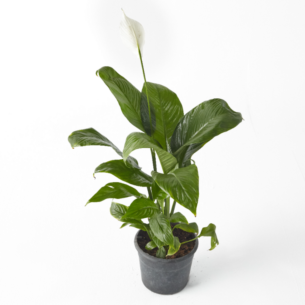 Peace Lily 40 cm - Planterior Shop