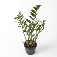 Load image into Gallery viewer, Zanzibar Gem (Zamioculcas) 30 cm - Planterior Shop
