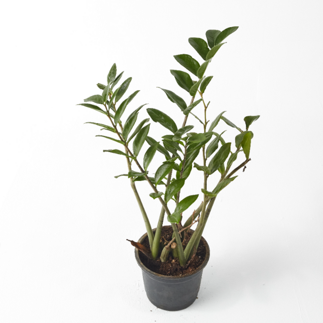 Zanzibar Gem (Zamioculcas) 30 cm - Planterior Shop