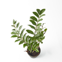 Load image into Gallery viewer, Zanzibar Gem (Zamioculcas) 30 cm - Planterior Shop
