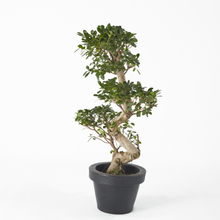 Load image into Gallery viewer, Ficus Bonsai (S Shape) 100 cm - Planterior Shop
