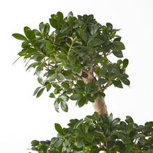 Load image into Gallery viewer, Ficus Bonsai (S Shape) 100 cm - Planterior Shop
