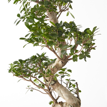 Load image into Gallery viewer, Ficus Bonsai (S Shape) 100 cm - Planterior Shop
