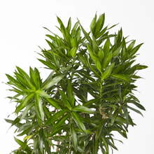 Load image into Gallery viewer, Dracaena Song of Jamaica 120 cm - Planterior Shop
