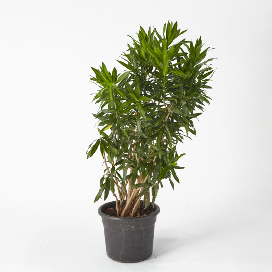 Dracaena Song of Jamaica 120 cm - Planterior Shop