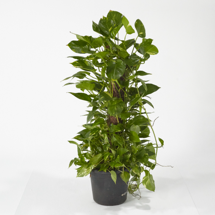 Pothos (Devil's Ivy) Stick 80 cm - Planterior Shop