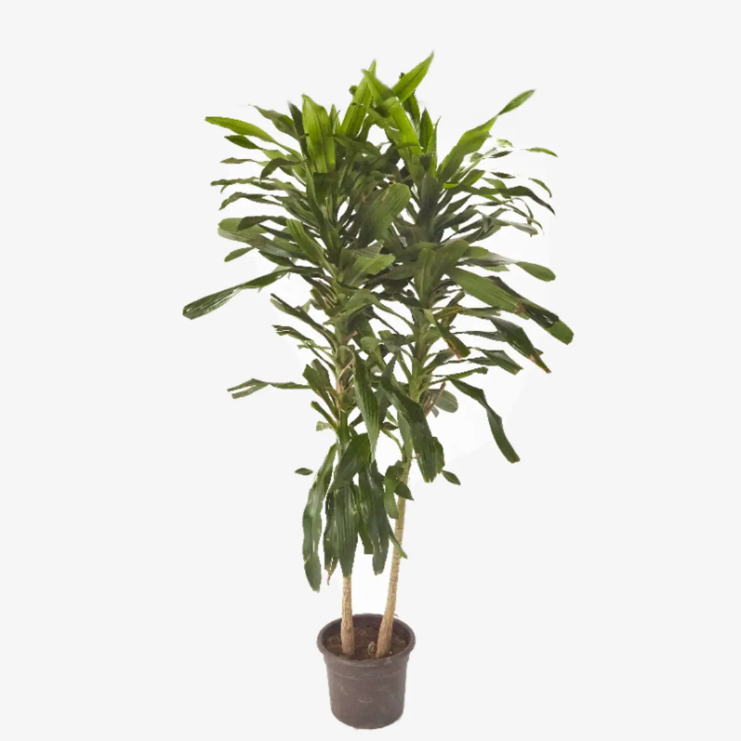 Dracaena Massangeana up to 150 cm - Planterior Shop