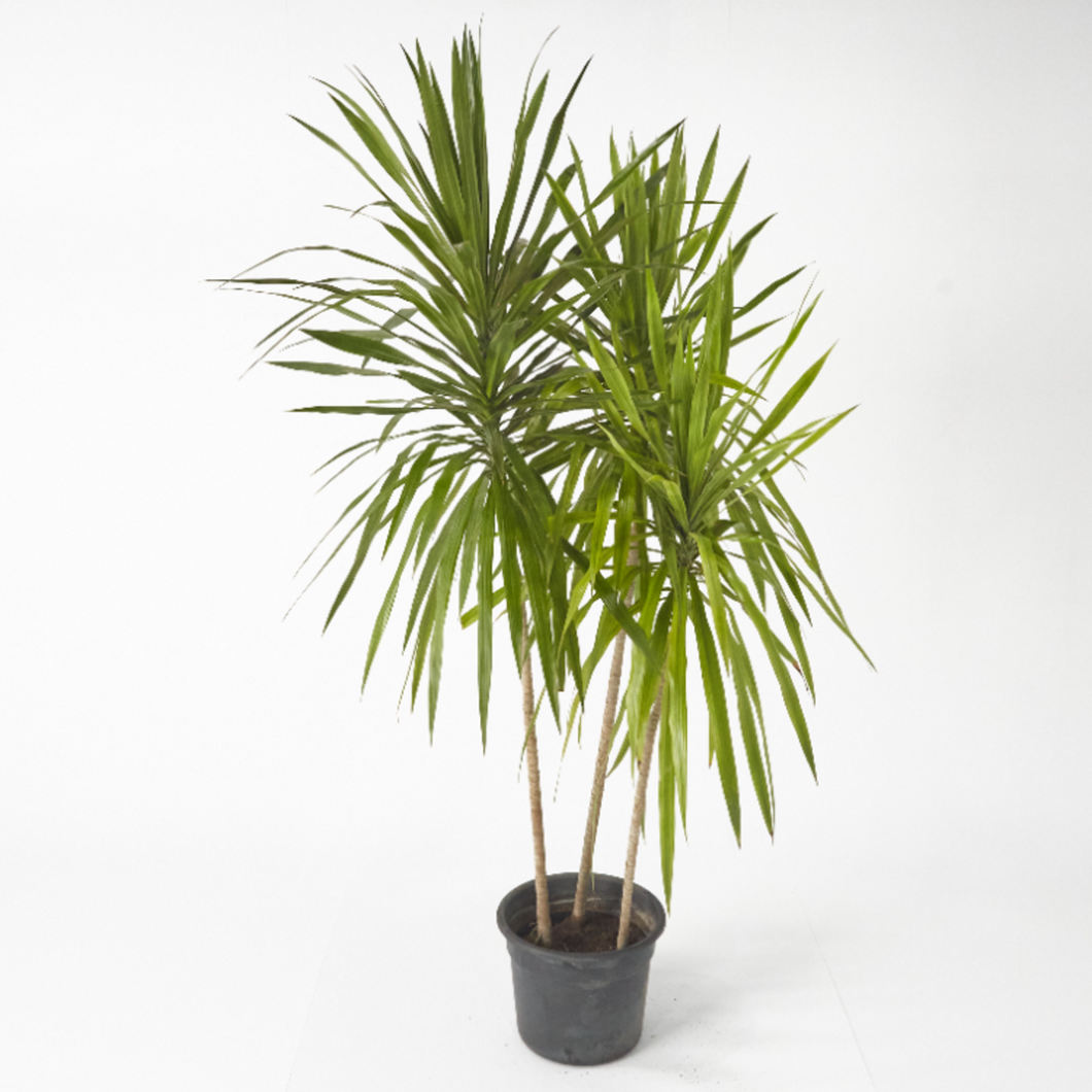 Dracaena Santa Rosa (Madagascar dragon ) up to 150 cm - Planterior Shop