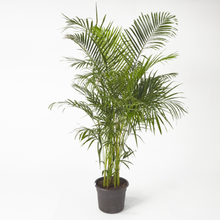 Load image into Gallery viewer, Areca Palm up to 150 cm - Planterior Shop
