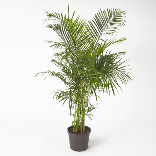 Areca Palm up to 150 cm - Planterior Shop