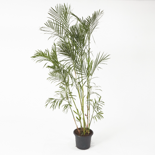 Chamaedorea (Bamboo Palm) up to 150 cm - Planterior Shop