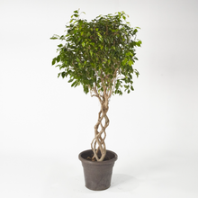 Load image into Gallery viewer, Ficus Benjamina Tower (Special Breeding) up to 150 cm - Planterior Shop
