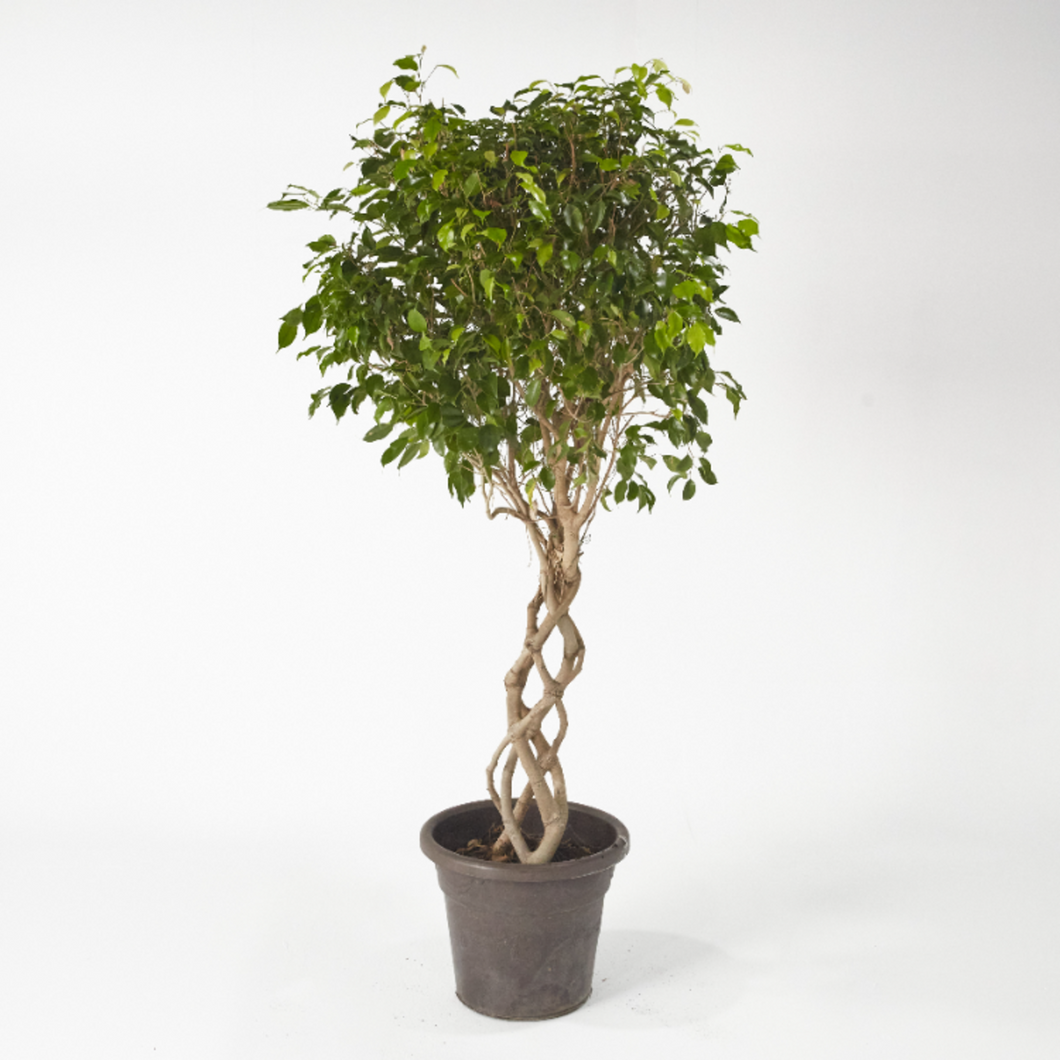 Ficus Benjamina Tower (Special Breeding) up to 150 cm - Planterior Shop