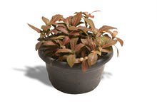 Load image into Gallery viewer, Nerve Plant 10 cm - Planterior Shop
