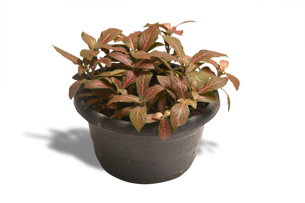 Nerve Plant 10 cm - Planterior Shop