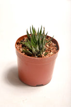 Load image into Gallery viewer, Zebra (Haworthia Fasciata) - Planterior Shop
