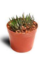 Load image into Gallery viewer, Zebra (Haworthia Fasciata) - Planterior Shop
