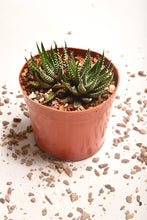 Load image into Gallery viewer, Zebra (Haworthia Fasciata) - Planterior Shop
