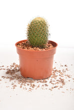 Load image into Gallery viewer, Spiny Cactus - Planterior Shop
