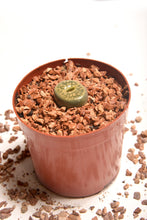 Load image into Gallery viewer, Living Stones (Lithops) - Planterior Shop
