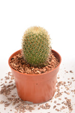 Load image into Gallery viewer, Spiny Cactus - Planterior Shop
