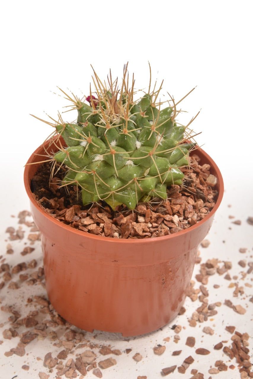 Spiny Cactus - Planterior Shop