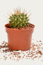 Load image into Gallery viewer, Spiny Cactus - Planterior Shop
