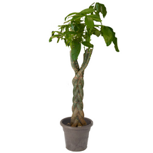 Load image into Gallery viewer, Pachira Money tree up to 120 cm - Planterior Shop
